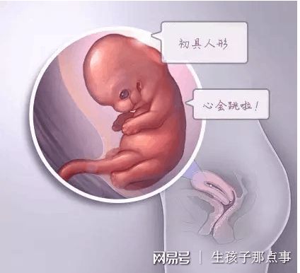 私人代怀公司